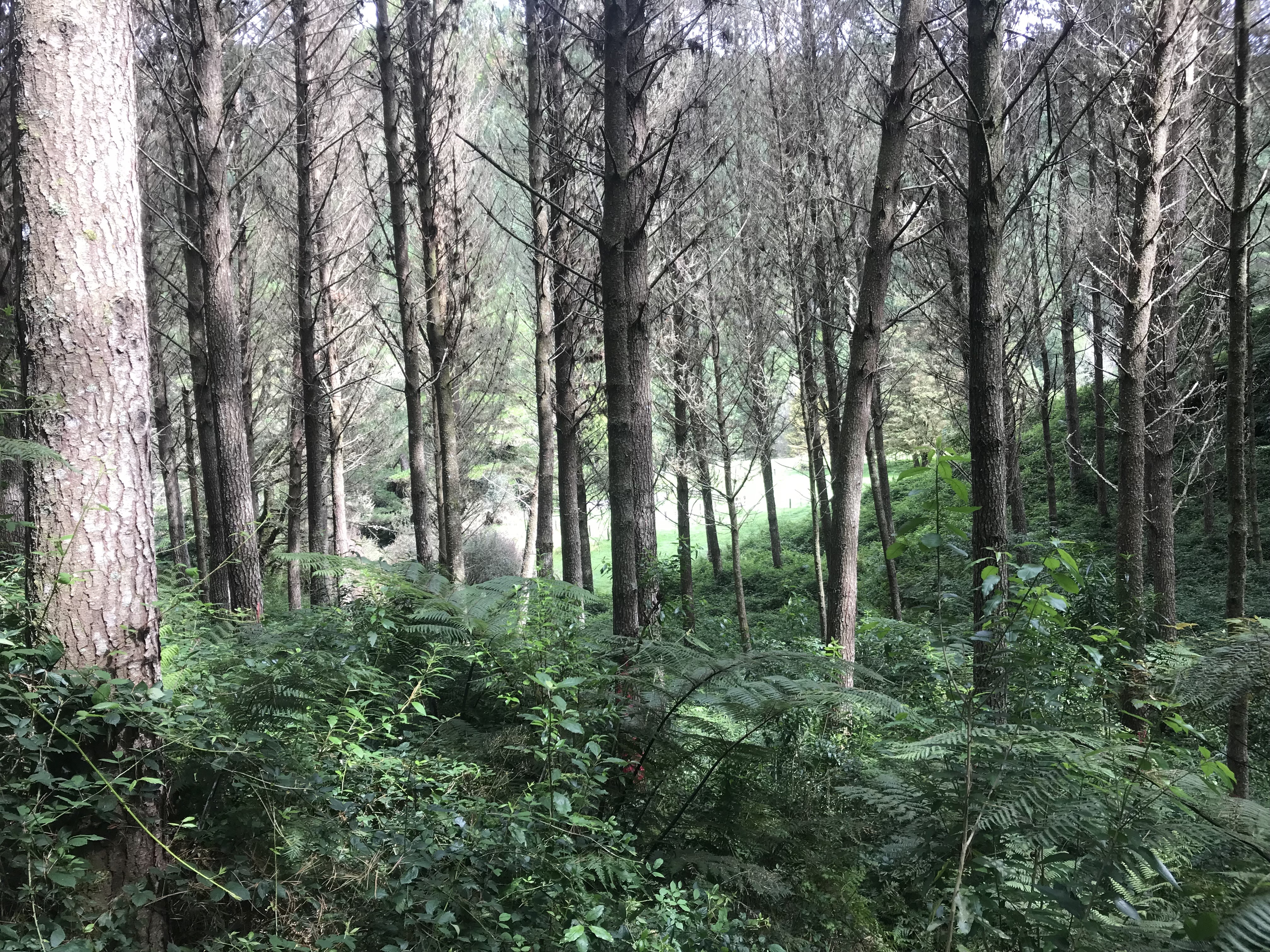 Arapito Partnership 3