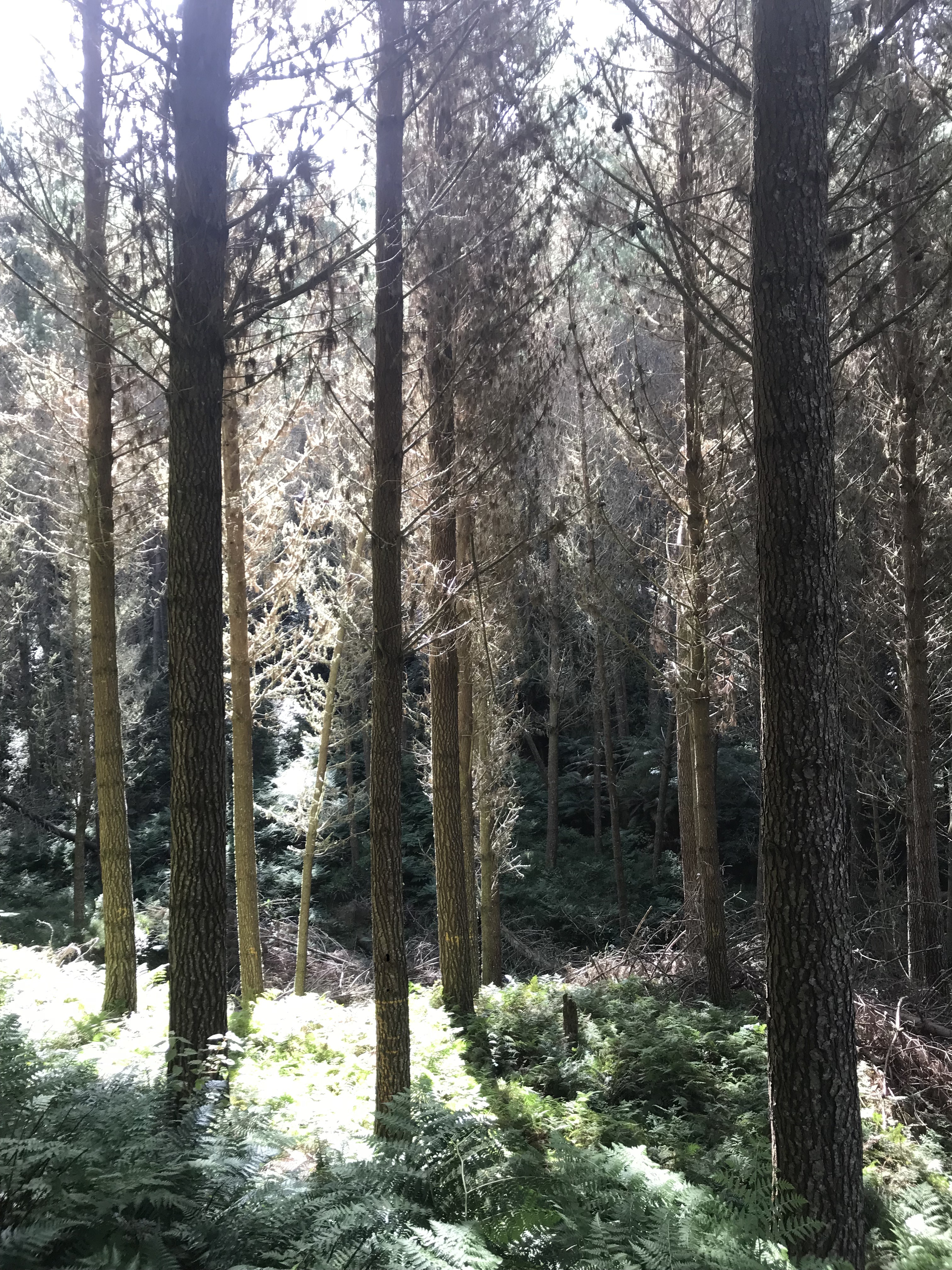 Arapito Partnership 6