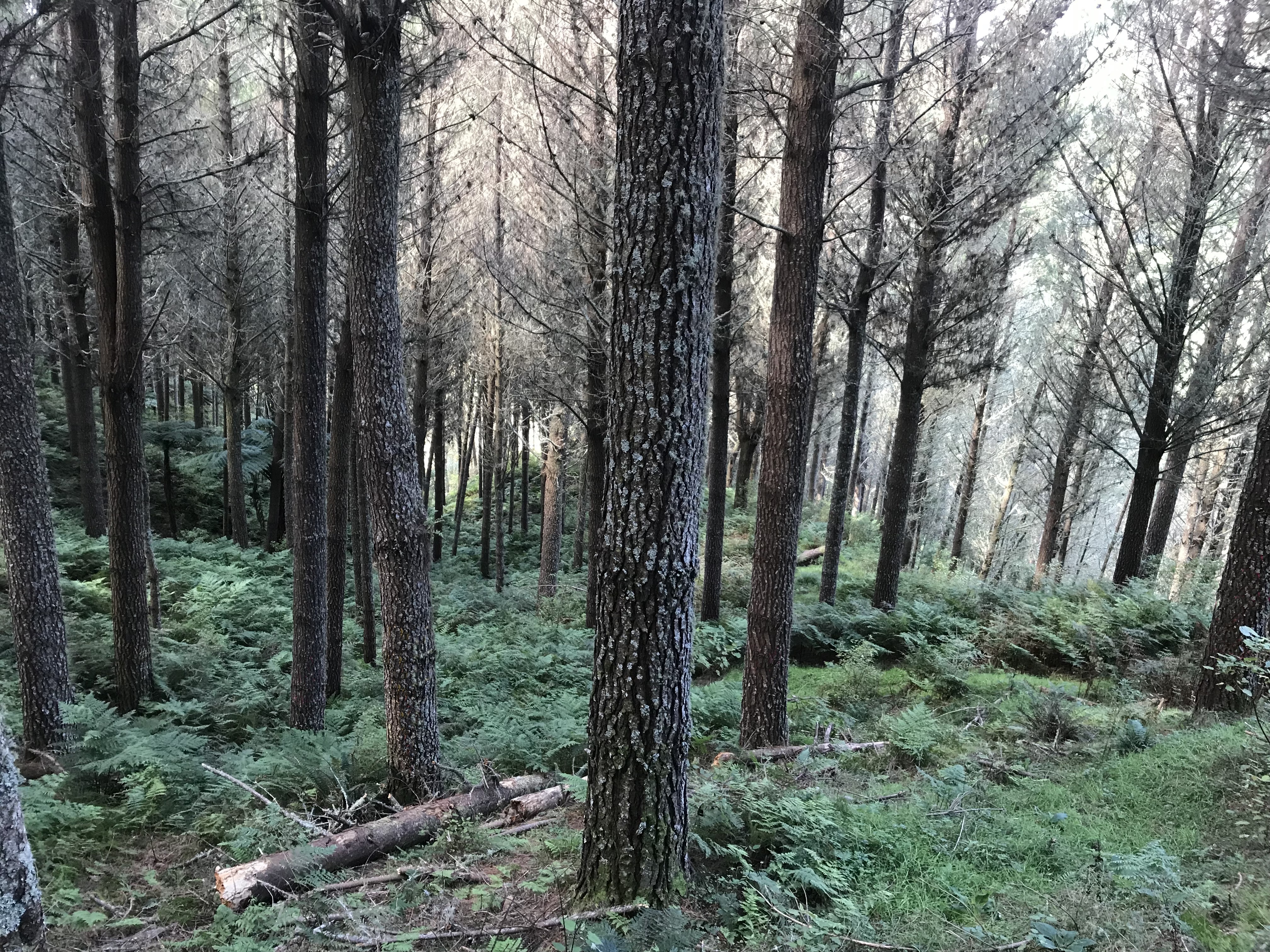 Arapito Partnership 8