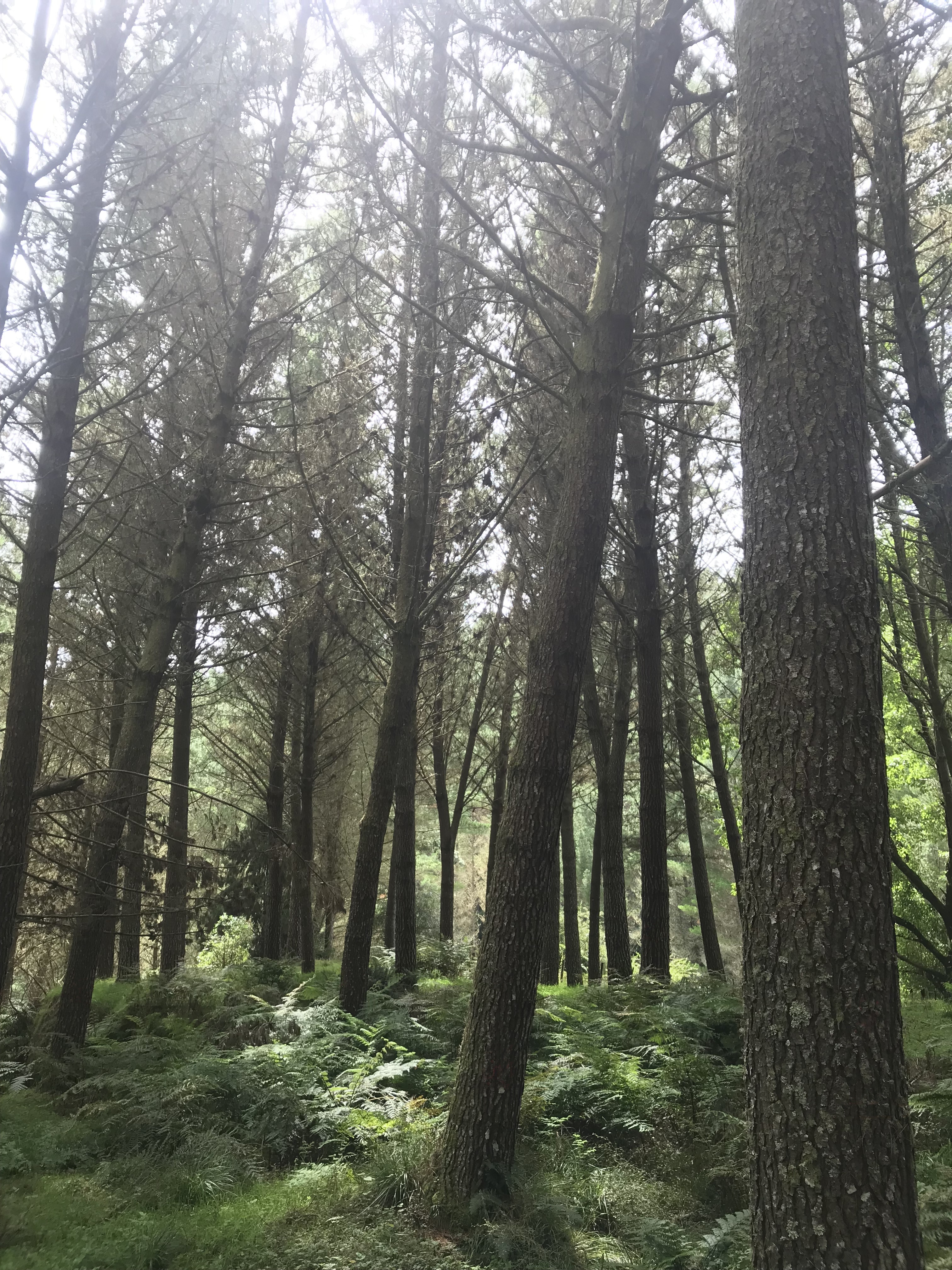 Aratoro Partnership 13