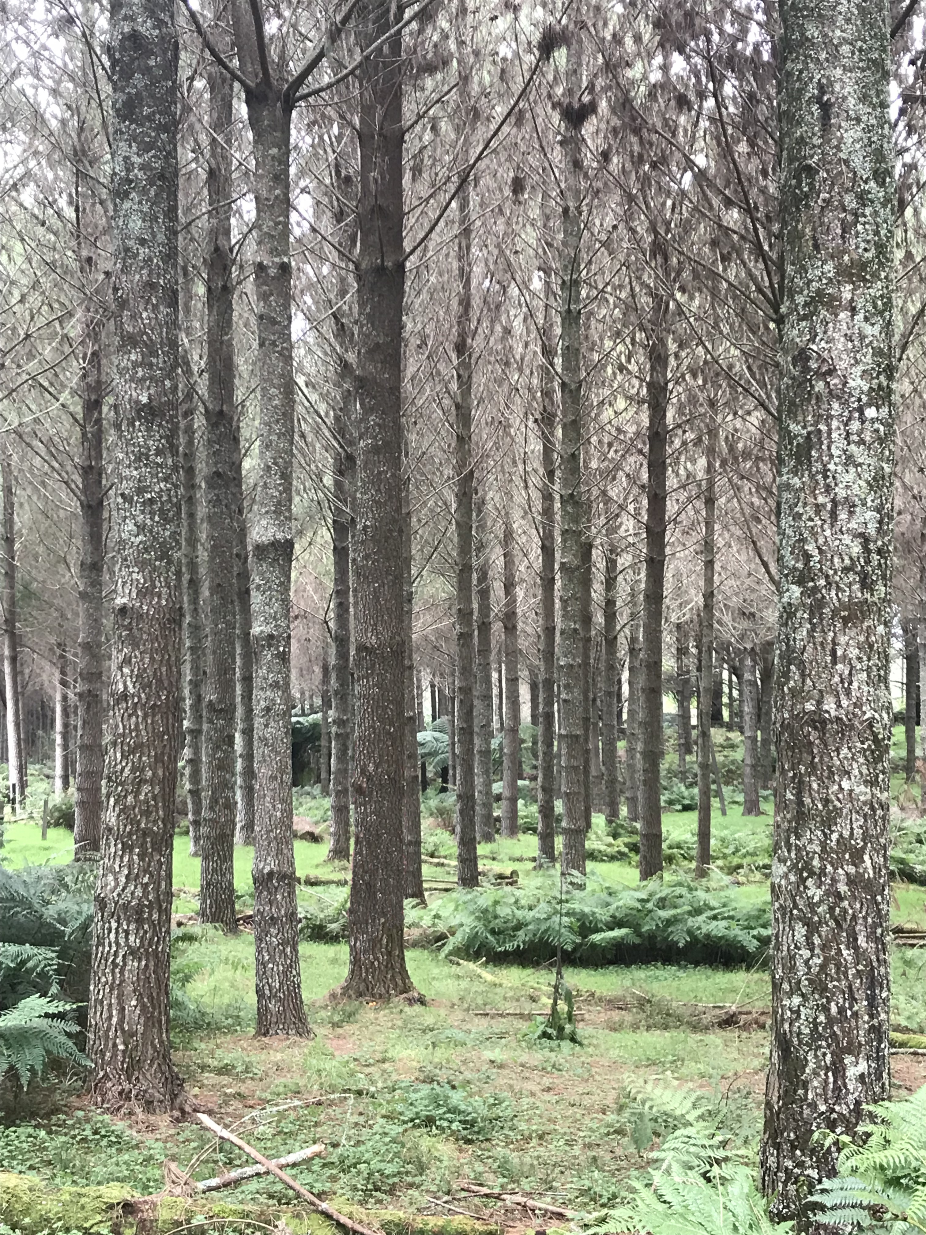 Whitecliffs Partnership