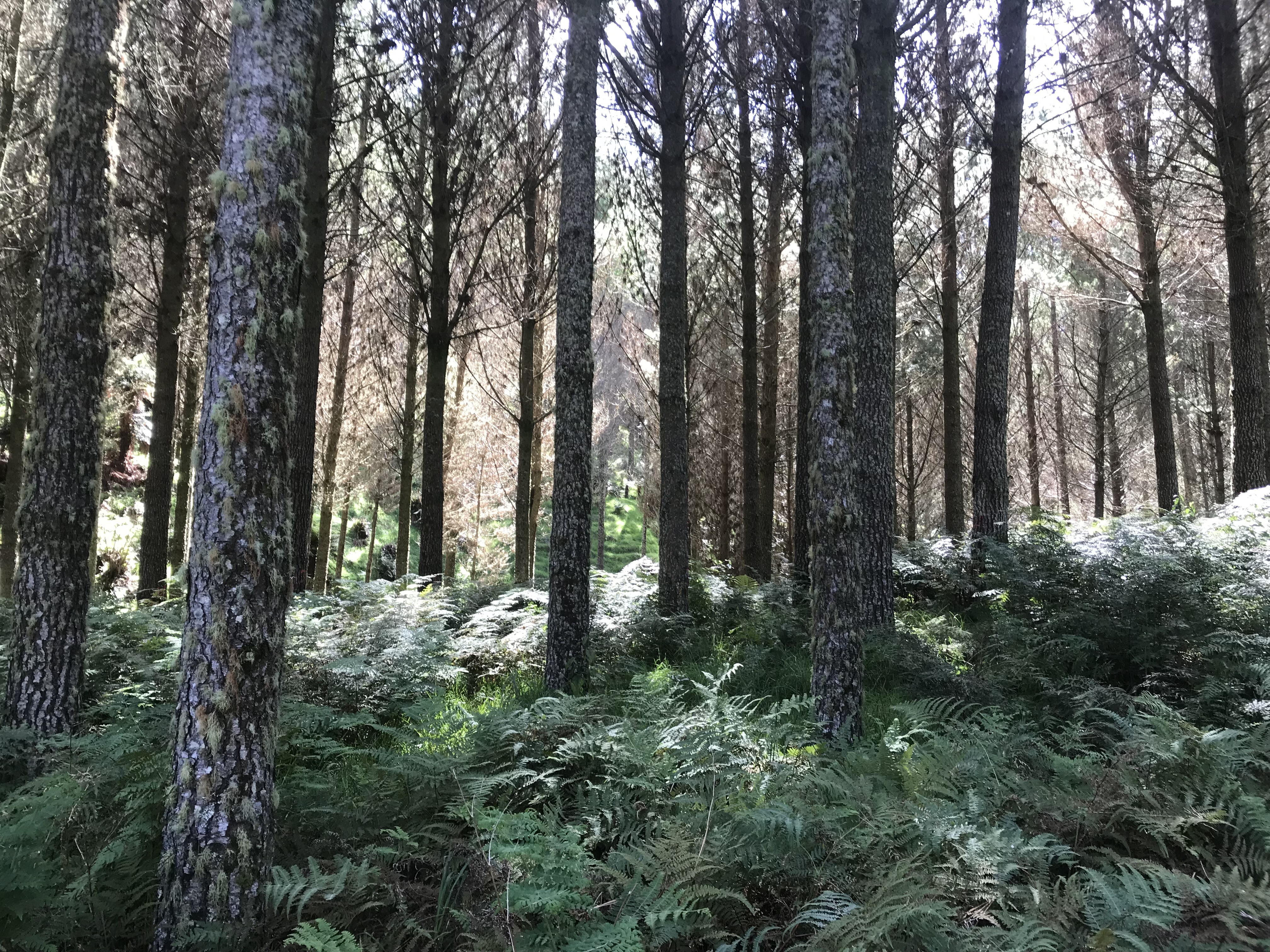 Wild Boar Partnership